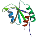 Glutaredoxin 3 (GLRX3)