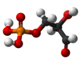 Glyceraldehyde-3-Phosphate (G3P)