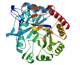 Glycoprotein Endo Alpha-1,2-Mannosidase Like Protein (MANEAL)