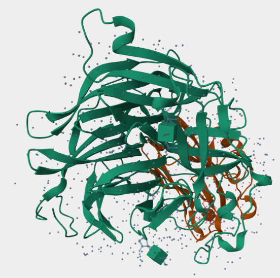 Glycoprotein G (G)
