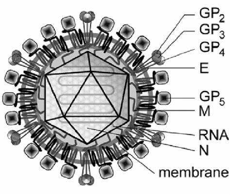 Glycosylated membrane protein 5, PRRSV (GP5)