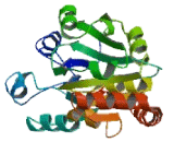 Glycosyltransferase 1 Domain Containing Protein 1 (GLT1D1)