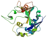 Glycosyltransferase 8 Domain Containing Protein 2 (GLT8D2)