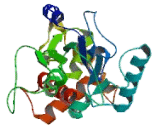 Guanine Nucleotide Binding Protein Like Protein 2 (GNL2)