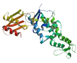 HECT Domain And RCC1 Like Domain Protein 3 (HERC3)