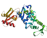 HECT Domain And RCC1 Like Domain Protein 4 (HERC4)