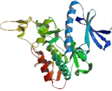 Homeodomain Interacting Protein Kinase 1 (HIPK1)