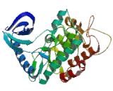 Homeodomain Interacting Protein Kinase 2 (HIPK2)