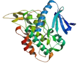 Homeodomain Interacting Protein Kinase 3 (HIPK3)