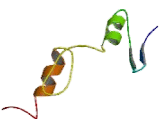 Major Histocompatibility Complex Binding Protein 2 (MBP2)