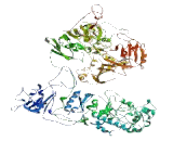 Kappa Binding Protein 1 (KBP1)