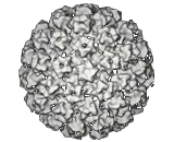 Human Papillomavirus 6 (HPV6)