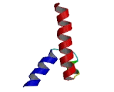 Inhibitor of DNA Binding Protein 4 (ID4)