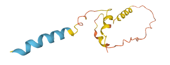 Insulin-2 (Ins2)