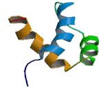 Iroquois Homeobox Protein 1 (IRX1)