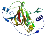 Jumonji Domain Containing Protein 8 (JMJD8)