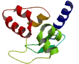 Kelch Like Protein 23 (KLHL23)