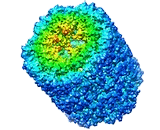 Keyhole Limpet Hemocyanin (KLH)