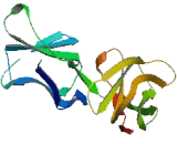 Killer Cell Immunoglobulin Like Receptor 2DL5B (KIR2DL5B)