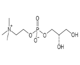 L-Alpha-Glycerylphosphorylcholine (aGPC)