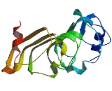 Leucine Rich Repeat Containing Protein 19 (LRRC19)