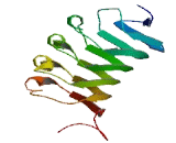 Leucine Rich Repeat Transmembrane Neuronal 2 (LRRTM2)