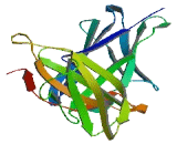 Leukocyte Immunoglobulin Like Receptor Subfamily A, Member 5 (LILRA5)