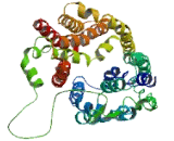 Major Facilitator Superfamily Domain Containing Protein 9 (MFSD9)