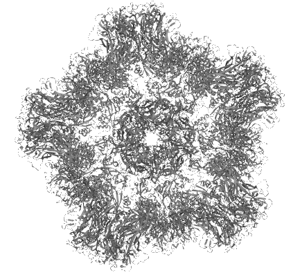 Major capsid protein L1, HPV16 (HPV16 L1)