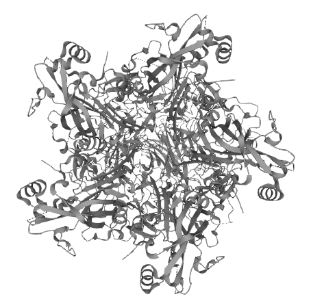 Major capsid protein L1, HPV58 (HPV58 L1)