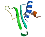 Mannose P Dolichol Utilization Defect Protein 1 (MPDU1)