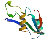 Mesoderm Specific Transcript Homolog Protein (MEST)