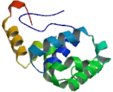 Methyl CpG Binding Domain Protein 4 (MBD4)