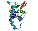 Mitochondrial Ribosomal Protein L12 (MRPL12)