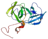 Mitochondrial Ribosomal Protein L2 (MRPL2)