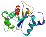 Mitochondrial Ribosomal Protein L7 Like Protein 1 (RPL7L1)