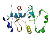 Mitochondrial Ribosomal Protein S2 (MRPS2)
