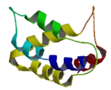 Mitochondrial Ribosomal Protein S36 (MRPS36)