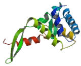 Mitochondrial Ribosomal Protein S7 (MRPS7)