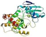 Mitogen Activated Protein Kinase Kinase 3 (MAP2K3)