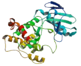 Mitogen Activated Protein Kinase Kinase 7 (MAP2K7)