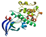 Mitogen Activated Protein Kinase Kinase Kinase Kinase 3 (MAP4K3)
