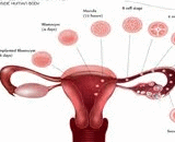 Embryo Implantation Dysfunction (EID)