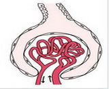 Glomerular Nephritis (GN)