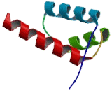Msh Homeobox Protein 1 (MSX1)