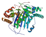 Myosin Phosphatase Rho Interacting Protein (MPRIP)