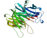 NHL Repeat Containing Protein 2 (NHLRC2)