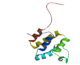 NLR Family, Pyrin Domain Containing Protein 10 (NLRP10)