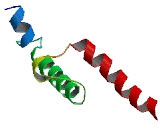 Nescient Helix Loop Helix Protein 1 (NHLH1)