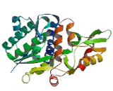 NmrA Like Family Domain Containing Protein 1 (NMRAL1)
